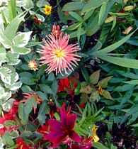 garden flowers
