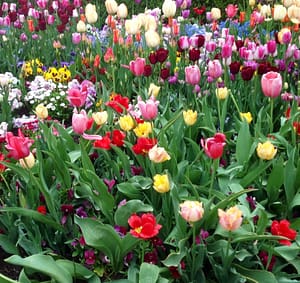ReWater's irrigation system create beautiful gardens